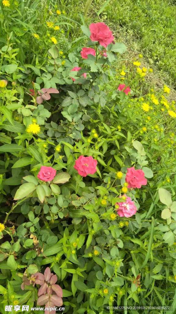 小花