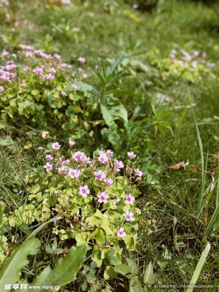 小花