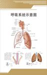 呼吸系统