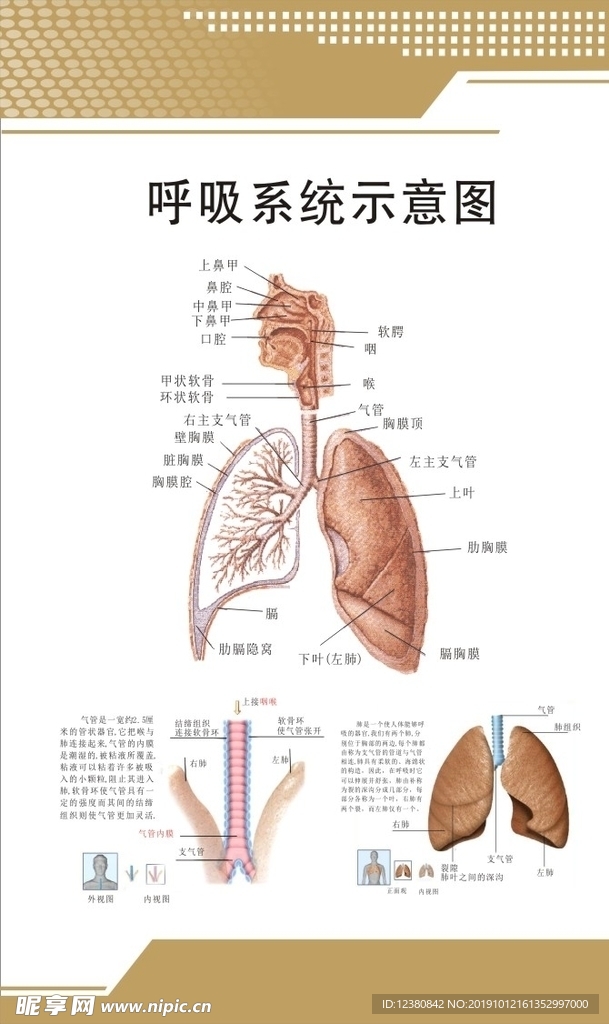 呼吸系统