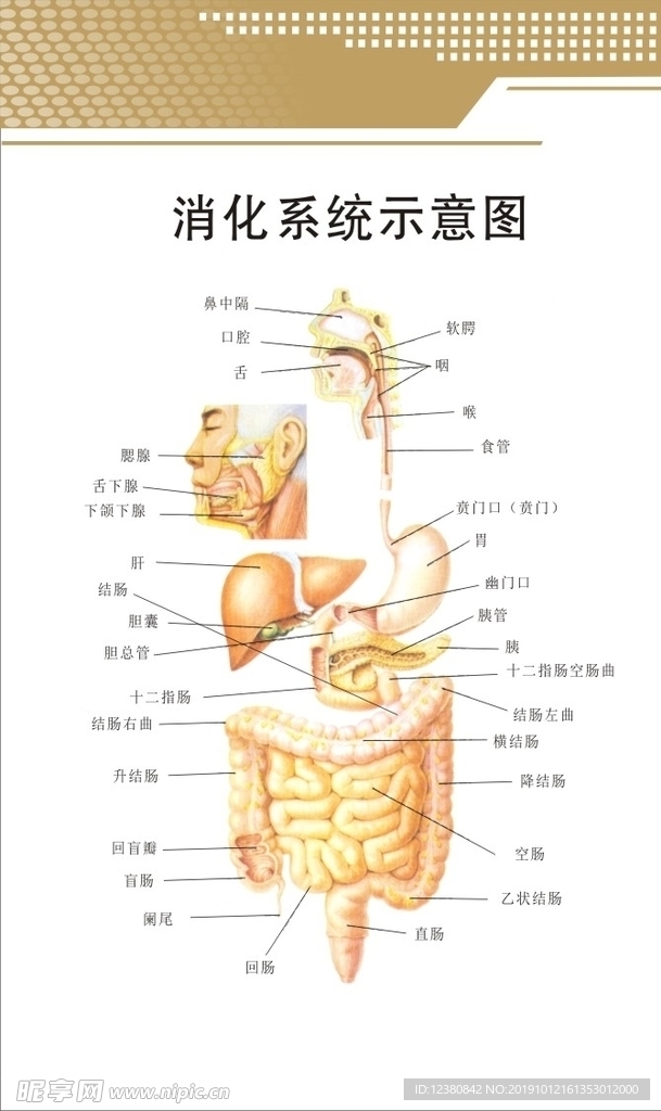 消化系统