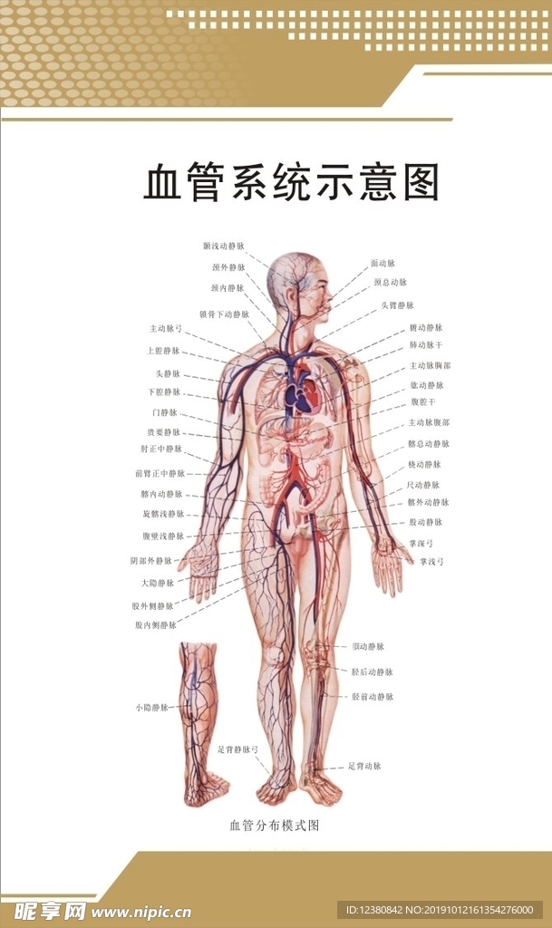 血管系统