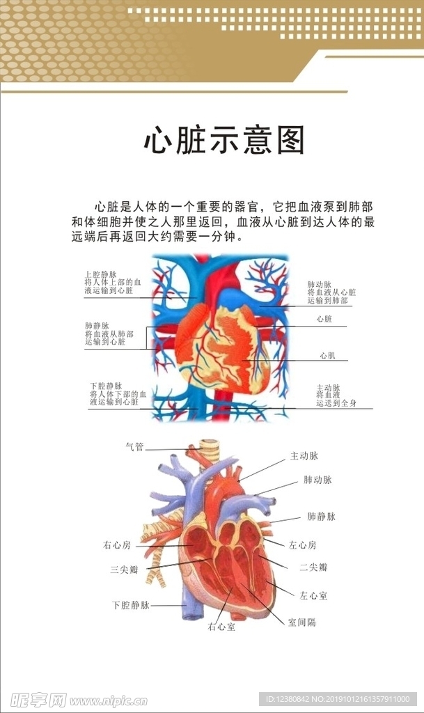 心脏