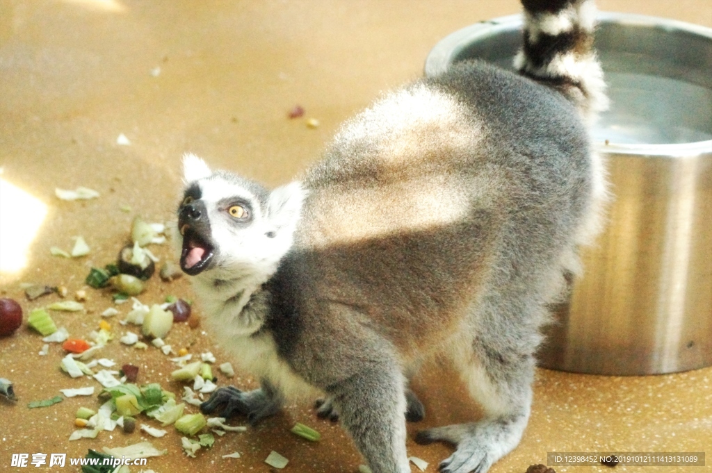 狐猴