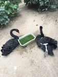 黑天鹅