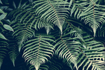 绿色植物