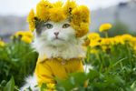 小猫