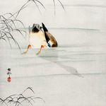 绿头鸭