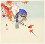 鸽子