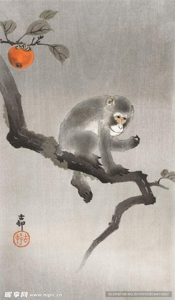 鲤鱼