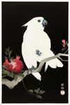 鹦鹉