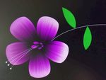 花儿