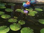 延药睡莲