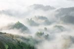 紫鹊界春