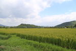 莫干山稻田