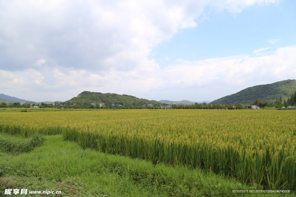 莫干山稻田
