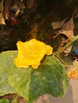 丝瓜花