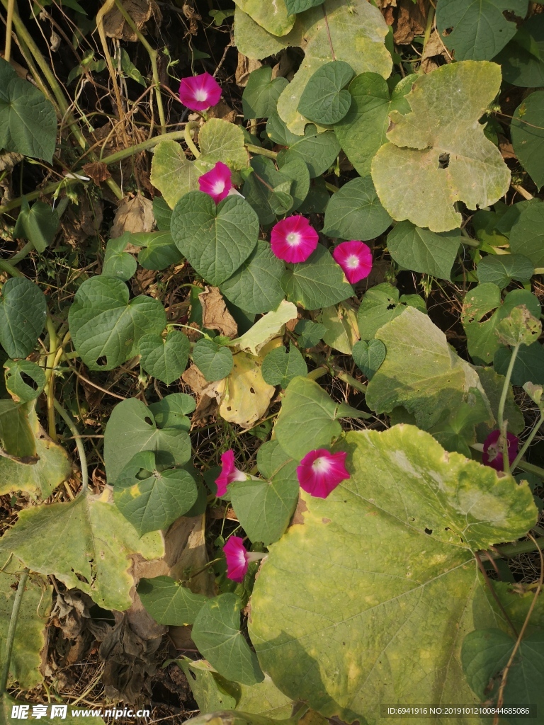 牵牛花