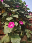 牵牛花