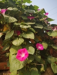 牵牛花