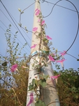 牵牛花