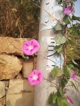 牵牛花