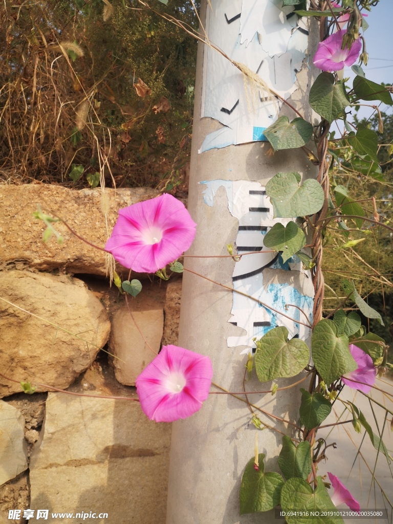 牵牛花