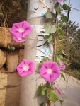 牵牛花