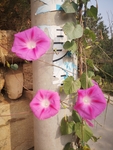 牵牛花