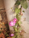 牵牛花