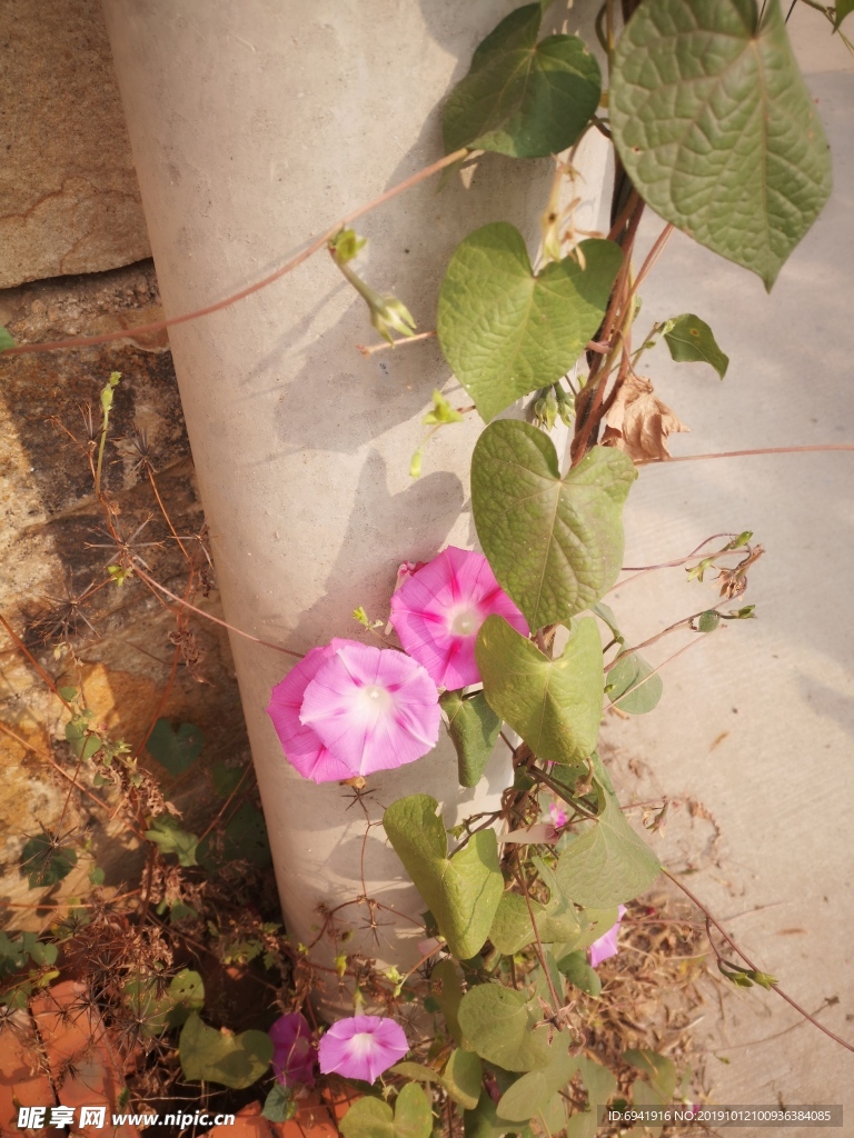 牵牛花