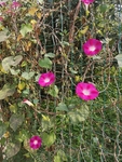 牵牛花