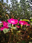 牵牛花