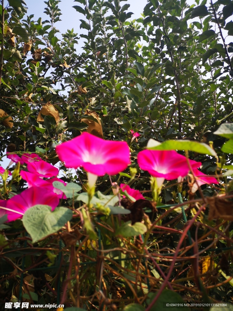 牵牛花