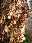 葫芦