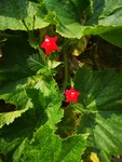 五星花