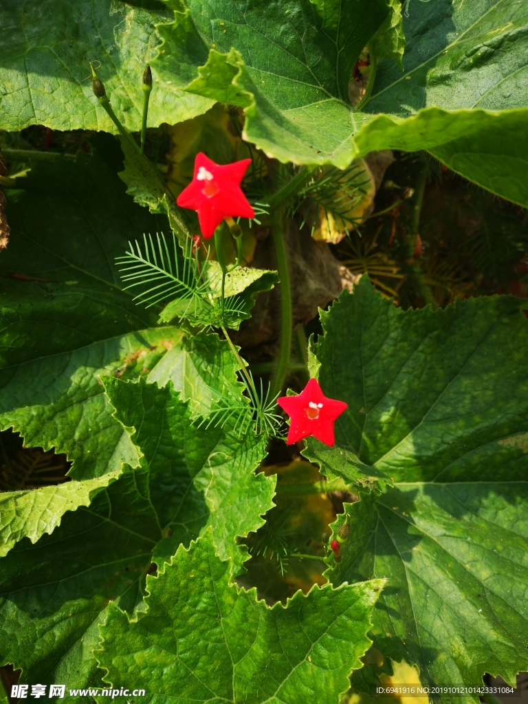 五星花