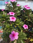 长春花
