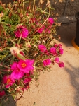 太阳花