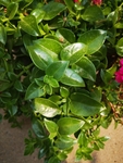 牡丹吊兰