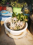 秋丽
