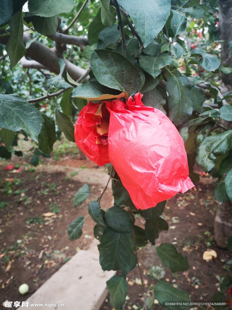 套袋苹果树