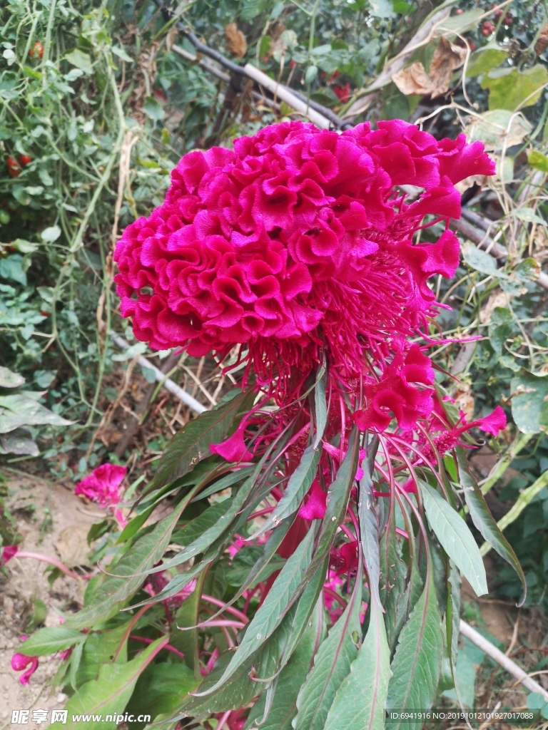 鸡冠花