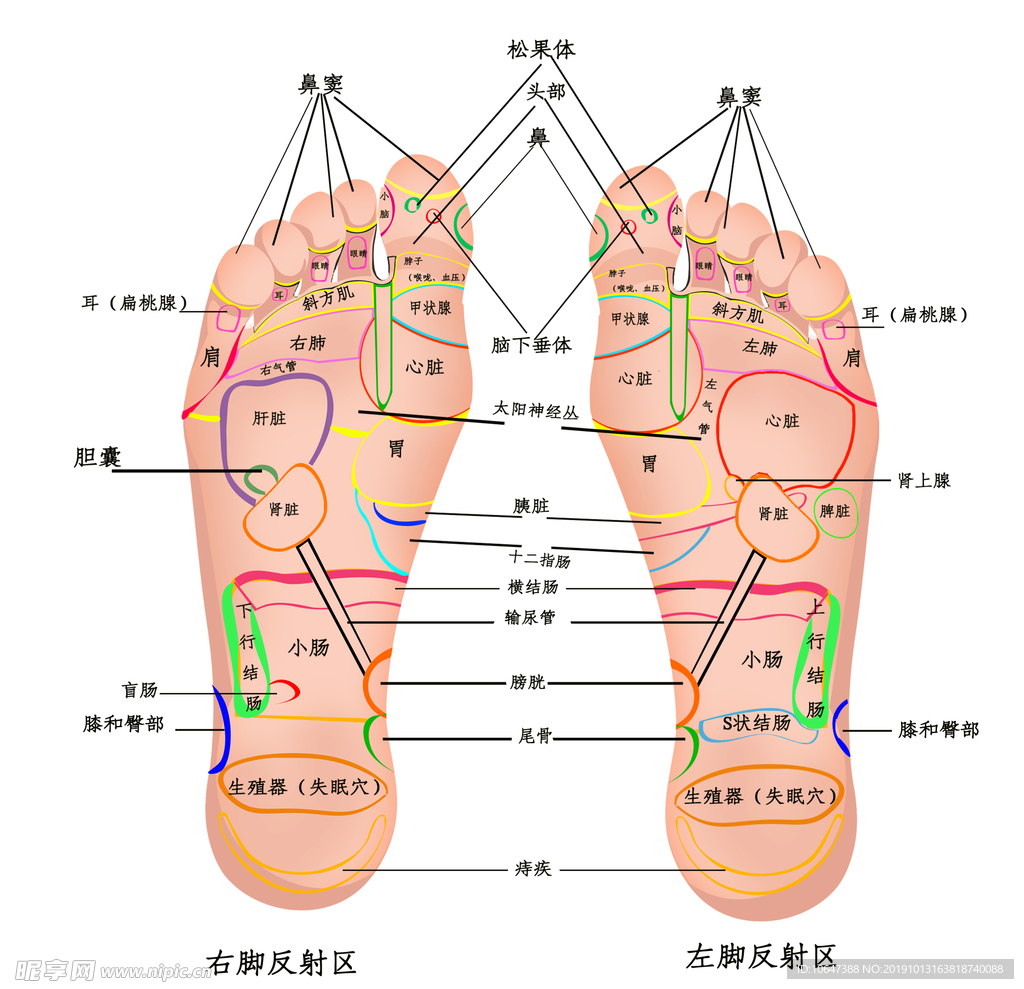 足部穴位图