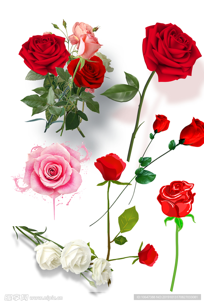 玫瑰花素材