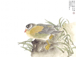 花鸟