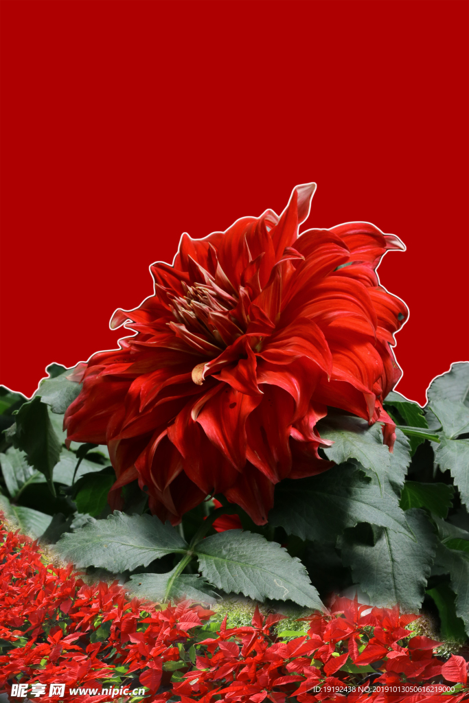 大丽花