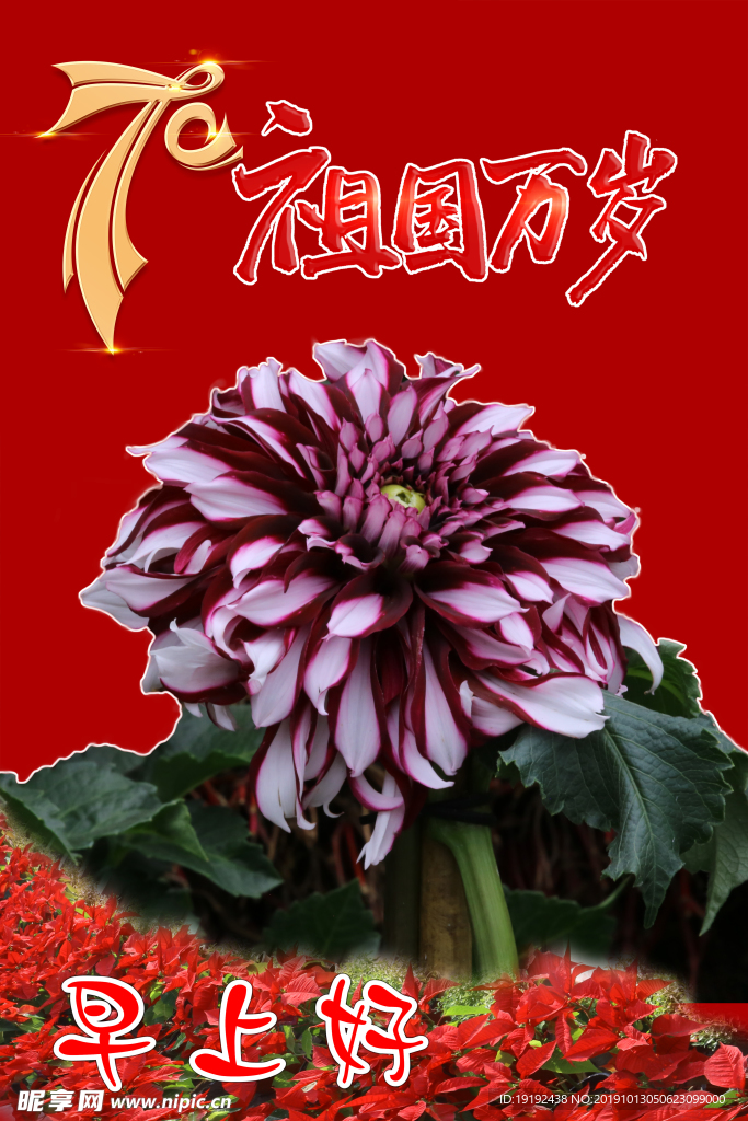 大丽花