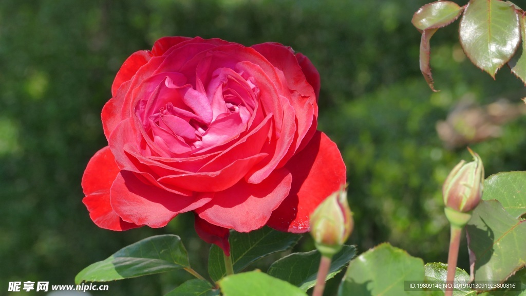 红玫瑰花朵高清摄影图片
