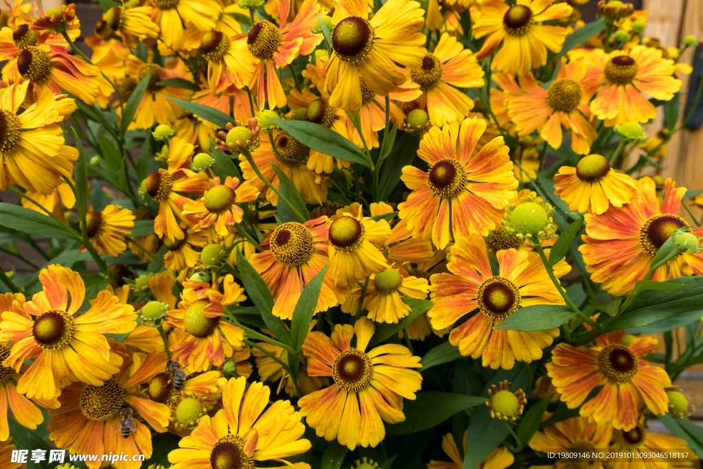 黄色野菊花鲜花图片